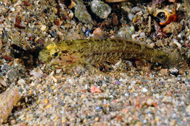 Giovane Gobius paganellus